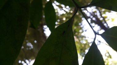 Odaklanamadım. Photinus collustrans - bir ateş böceği veya ateş böceği, ateş böceği, ateş böceği, yaşam alanlarının gelişimi ve inşaatının kaybedilmesi nedeniyle giderek daha nadir görülen bir böcek..