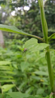 Otiorhynchus ligustictici, Curculionidae familyasından bir böcek türü. Kuzey Amerika ve Avrupa 'da bulunur..