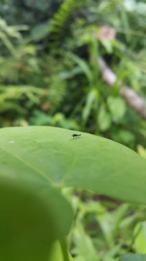 Oscinella frit, sinekgiller (Chloropidae) familyasından bir kuş türü. Genç yulaf, buğday, mısır ve arpa bitkilerinin içine sıkarak ekinlere zarar veren bir tarım belasıdır..