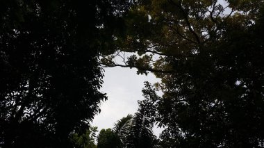 Ormandaki kayın ağaçlarının tepesindeki yeşil ağaçların güzel arka planı. Duvar Kağıdı.