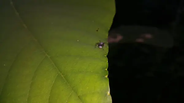 stock image Polyrhachis dives is a wide-ranging species of ant from southern Asia and Australia, even though they are restricted to the northern territory. Silver spiny ant, Iridomyrmex anceps, schlueteri.