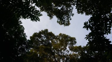 Gökyüzü ve ağaç yaprakları arka plan. Ormanda vurulmuş. Doğa Duvar Kağıdı.