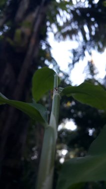 Weaver ants are still small on leaves. Shot in jungle. clipart