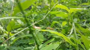 Coreinae is a subfamily in the hemipteran family Coreidae. They have been shown to be paraphyletic with respect to Meropachyinae. Pentatomoidea, Coreinae, Stick Bug, Horned Coreid Bug. Shot in jungle. clipart