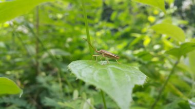 Coreinae, Koreidae familyasından bir alt familyadır. Meropachyinae 'ye göre parafilletik oldukları gösterildi. Pentatomoidea, Coreinae, Stick Bug, Horned Coreid Bug. Ormanda vuruldu..