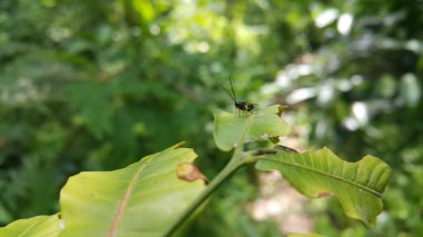 The Eucharitidae are a family of parasitic wasps. Eucharitid wasps are members of the superfamily Chalcidoidea and consist of three subfamilies: Oraseminae, Eucharitinae, and Gollumiellinae. clipart