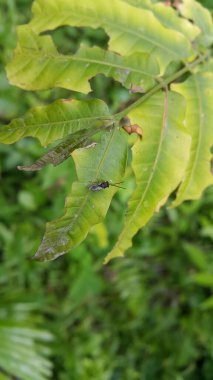 Eucharitidae, bir parazit eşekarısı ailesidir. Eucharitid eşekarıları Chalcidoidea süper ailesinin üyeleridir ve üç alt familyadan oluşur: Oraseminae, Eucharitinae ve Gollumiellinae..