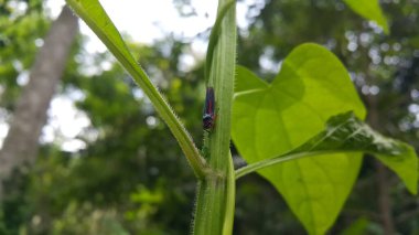 Leafhopper is the common name for any species from the family Cicadellidae. These minute insects, colloquially known as hoppers, are plant feeders that suck plant sap from grass, shrubs, or trees. clipart