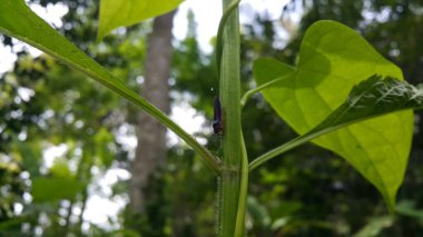 Leafhopper, Cicadellidae familyasından bir kuş türü. Bu minik böcekler, halk arasında 