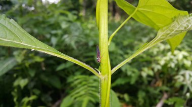 Leafhopper, Cicadellidae familyasından bir kuş türü. Bu minik böcekler, halk arasında 