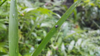 Hermetia illucens, the black soldier fly, is a common and widespread fly of the family Stratiomyidae. Black Soldier Fly, a species of Soldier flies. Also as known as American Soldier Fly clipart