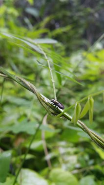 Hermetia illucens, Stratiomyidae familyasından bir sinek türü. Siyah Asker Sineği, bir asker sineği türü. Amerikan Asker Sineği olarak da bilinir.