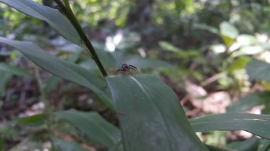 Yaprağın üzerinde zıplayan Thiania bhamoensis mavi örümceği. Yeşil bir yaprağın üzerinde mavi dişleriyle zıplayan güzel bir örümcek..