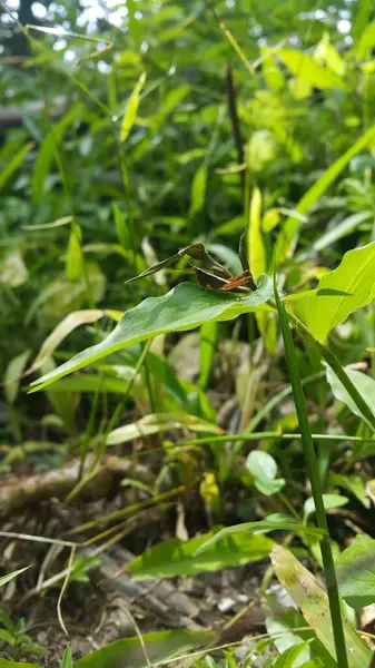 Kahverengi Çekirge Dichromorpha viridis yeşil bir yaprağa tünemişti. Ormanda vurulmuş. Kahverengi çekirgenin genç bir görüntüsü bir yaprağın üzerinde duruyor..