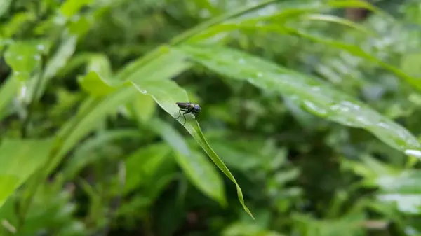 stock image Hermetia illucens, the black soldier fly, is a common and widespread fly of the family Stratiomyidae. Black Soldier Fly, a species of Soldier flies. Also as known as American Soldier Fly