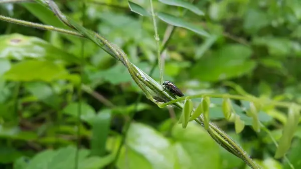 stock image Hermetia illucens, the black soldier fly, is a common and widespread fly of the family Stratiomyidae. Black Soldier Fly, a species of Soldier flies. Also as known as American Soldier Fly