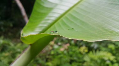 Chrysilla volupe, Salticidae familyasından bir örümcek türü. Sri Lanka, Hindistan, Nepal ve Butan 'da bulunur. Siler semiglaucus, Jade Jumping Spider, Cosmophasis micarioides, Orsima ichneumon.