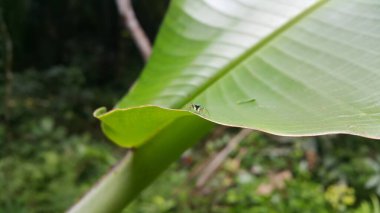 Chrysilla volupe, Salticidae familyasından bir örümcek türü. Sri Lanka, Hindistan, Nepal ve Butan 'da bulunur. Siler semiglaucus, Jade Jumping Spider, Cosmophasis micarioides, Orsima ichneumon.