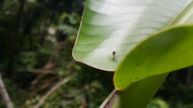 Siler semiglaucus, Jade Jumping Spider, Cosmophasis, Cosmophasis micarioides, Orsima ichneumon, Fighting Spider, Thiania bhamoensis, Zarif Zıplayan Örümcek, Chrysilla volupe. Hayvanlar