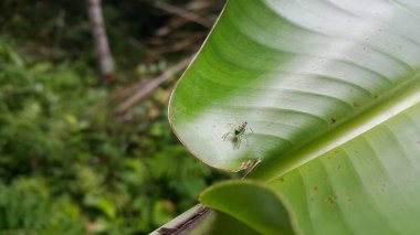 Siler semiglaucus, Jade Jumping Spider, Cosmophasis, Cosmophasis micarioides, Orsima ichneumon, Fighting Spider, Thiania bhamoensis, Zarif Zıplayan Örümcek, Chrysilla volupe. Hayvanlar