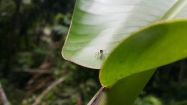 Siler semiglaucus, Jade Jumping Spider, Cosmophasis, Cosmophasis micarioides, Orsima ichneumon, Fighting Spider, Thiania bhamoensis, Zarif Zıplayan Örümcek, Chrysilla volupe. Hayvanlar