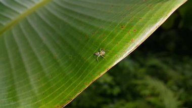 Siler semiglaucus, Jade Jumping Spider, Cosmophasis, Cosmophasis micarioides, Orsima ichneumon, Fighting Spider, Thiania bhamoensis, Zarif Zıplayan Örümcek, Chrysilla volupe. Hayvanlar