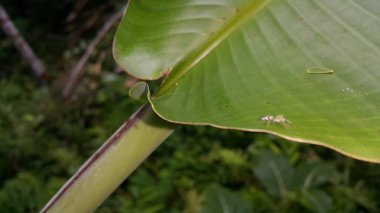 Odaklanamadım. Siler semiglaucus, Jade Jumping Spider, Cosmophasis micarioides, Orsima ichneumon, Fighting Spider, Thiania bhamoensis, Zarif Jumping Spider, Chrysilla volupe, Phthe Volupe.