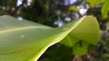 Siler semiglaucus, Jade Jumping Spider, Cosmophasis, Cosmophasis micarioides, Orsima ichneumon, Fighting Spider, Thiania bhamoensis, Zarif Zıplayan Örümcek, Chrysilla volupe. Hayvanlar