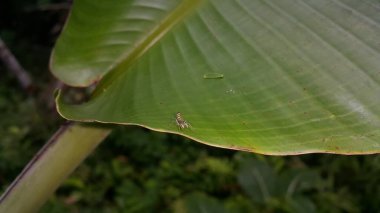 Out of focussed. Siler semiglaucus, Jade Jumping Spider, Cosmophasis micarioides, Orsima ichneumon, Fighting Spider, Thiania bhamoensis, Elegant Jumping Spider, Chrysilla volupe, Phintella volupe. clipart