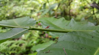 Dictyophara, Dictyopharidae familyasına ait diktyofaridae ve Dictyopharini kabilesine ait bir bitki türü. Kırmızı ağaç perisi, Pandanus planthopper, Flatidae, hayvanlar..