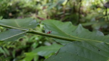 Dictyophara, Dictyopharidae familyasına ait diktyofaridae ve Dictyopharini kabilesine ait bir bitki türü. Kırmızı ağaç perisi, Pandanus planthopper, Flatidae, hayvanlar..