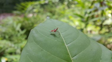 Dictyophara, Dictyopharidae familyasına ait diktyofaridae ve Dictyopharini kabilesine ait bir bitki türü. Kırmızı ağaç perisi, Pandanus planthopper, Flatidae, hayvanlar..