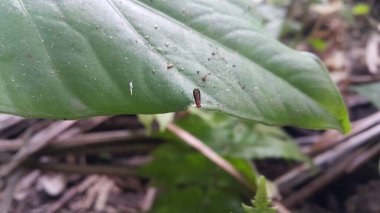 Heleomyzidae, böcekgiller (Diptera) familyasından bir kuş türü. 740 'tan fazla tanımlanmış Heleomyzidae türü dünya çapında yaklaşık 76 genel dağılımda bulunur. Homoneura, hayvanlar.