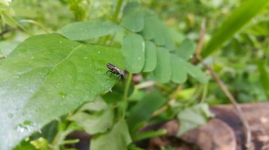 Siyah Asker Sineği, bir asker sineği türü. Ayrıca Amerikan Asker Sineği olarak da bilinir. Hermetia hastalanıyor. Hermetia yeşil bir yaprağa tünemişti..