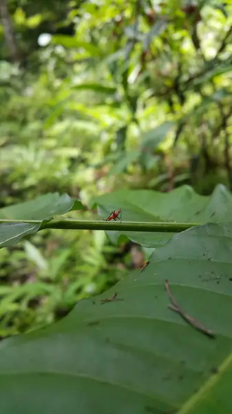 stock image Dictyophara is the type genus of planthoppers belonging to the family Dictyopharidae and tribe Dictyopharini, containing five subgenera. red treehopper nymph, Pandanus planthopper, Flatidae, animals.