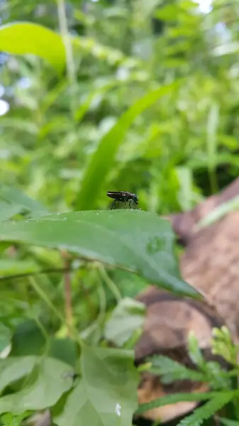 stock image Black Soldier Fly, a species of Soldier flies. Also as known as American Soldier Fly. Hermetia illucens. Hermetia illucens perched on a green leaf.