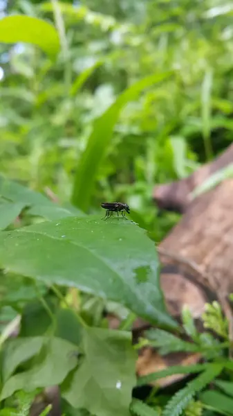 stock image Black Soldier Fly, a species of Soldier flies. Also as known as American Soldier Fly. Hermetia illucens. Hermetia illucens perched on a green leaf.