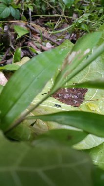 Crossocerus, Crabronidae familyasından bir eşek arısı cinsidir. Organ borusu çamur dauber, Trypoxylon, Pemphredoninae, Speciformes, Stigmus, Pemphredon lethifer, Lyroda subita, hermetia, illucens
