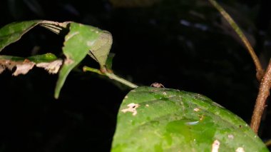 Paraphidippus aurantius is a species of jumping spider, commonly known as the emerald jumping spider or golden jumping spider. Pseudemathis trifida, Tutelina elegans, Colonus sylvanus. Shot in jungle. clipart