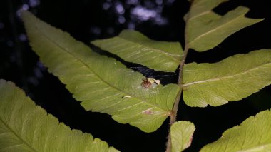 Paraphidippus aurantius, atlayan örümcekgiller familyasından bir örümcek türü. Sözde Trifida, Tutelina elegans, Colonus sylvanus. Ormanda vuruldu..