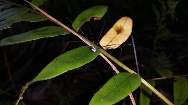 Neopilionidae, bir hasatçı ailesidir. Avustralya, Güney Afrika ve Güney Amerika 'da bulunan türler ve muhtemelen o döneme ait kalıntıları temsil eden açık bir Gondwanan dağılımı vardır..