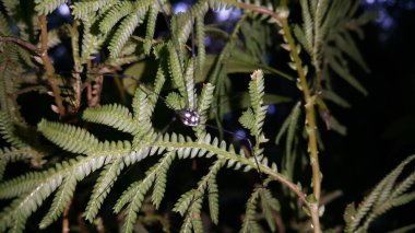 Neopilionidae, bir hasatçı ailesidir. Avustralya, Güney Afrika ve Güney Amerika 'da bulunan türler ve muhtemelen o döneme ait kalıntıları temsil eden açık bir Gondwanan dağılımı vardır..