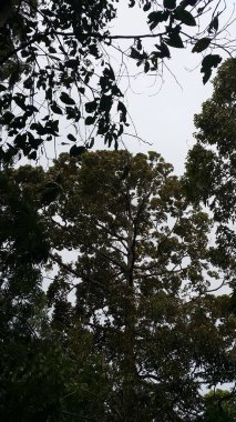 Ağaç yaprakları ve gökyüzü manzarası. Doğa geçmişi. Doğa duvar kâğıdı