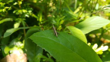 Dichromorpha viridis, Kuzey Amerika 'da bulunan bir çekirge türü. Bu çekirge, yaygın ismin de belirttiği gibi, çoğunlukla yeşil renklidir ve sırt üstü yatar..