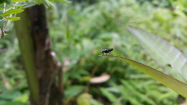 Hermetia bir yaprağın üzerinde oturuyor. Ormanda vurulmuş. Siyah Asker Sineği - Latince adı Hermetia illucens. Bu tür protein üretiminde kullanılır..