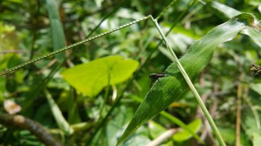 Hermetia bir yaprağın üzerinde oturuyor. Ormanda vurulmuş. Siyah Asker Sineği - Latince adı Hermetia illucens. Bu tür protein üretiminde kullanılır..
