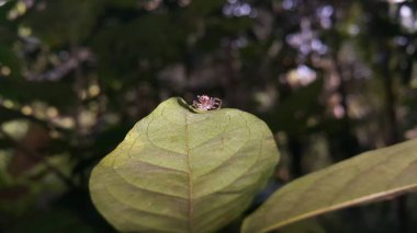 Mavi zıplayan örümcek. Yaprağa tünemiş. Ormanda vurulmuş..