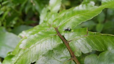 Yaprağın üzerinde gümüş dikenli şeker karıncaları. Ormanda vurulmuş. Polyrhachis dalışı, gümüş dikenli karınca, Iridomyrmex ataları, polirhachis schlueteri.