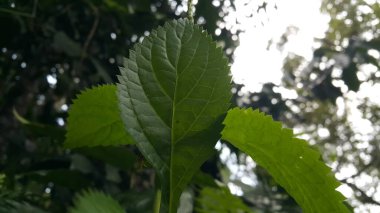 Ormanda yetişen egzotik bitkinin taze yeşil yaprağının yakın çekimi. Yeşil yaprak ve palmiye arka planının doğa görüntüsü. Düzlük, karanlık doğa konsepti, tropikal yaprak