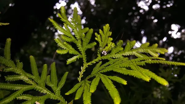 Neopilionidae, bir hasatçı ailesidir. Avustralya, Güney Afrika ve Güney Amerika 'da bulunan türler ve muhtemelen o döneme ait kalıntıları temsil eden açık bir Gondwanan dağılımı vardır..